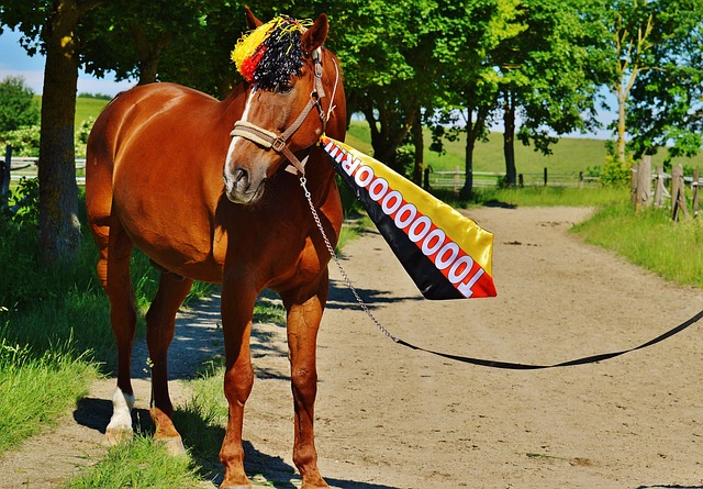 欧洲杯最大比分差是多少 5球差距展现强弱分明格局.